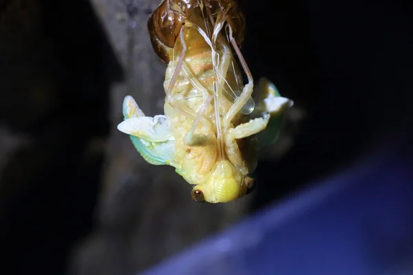 Emergência da Grande Cicada Marrom (Graptopsaltria nigrofuscata) no Japão — Fotografia de Stock