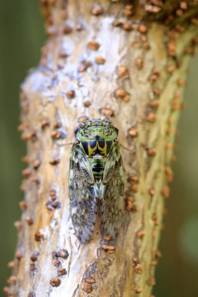 Platypleura kaempferi cicada no Japão — Fotografia de Stock