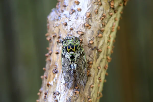 Platypleura kaempferi cicada no Japão — Fotografia de Stock