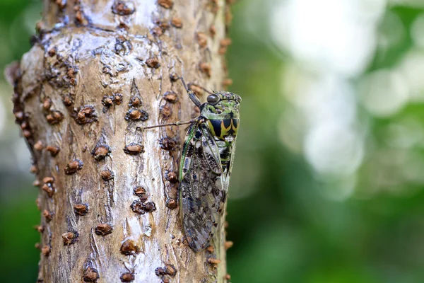 Platypleura kaempferi cikáda v Japonsku — Stock fotografie