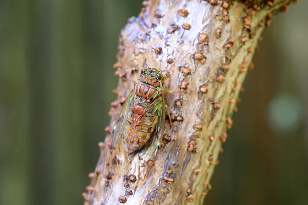 Este cicada (Tanna japonensis) Japánban — Stock Fotó