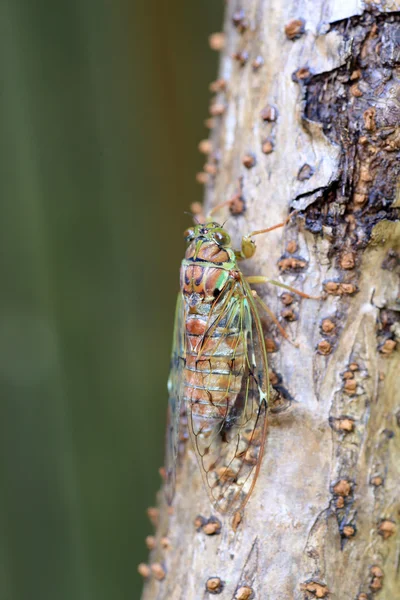 Вечір cicada (Танна japonensis) в Японії — стокове фото