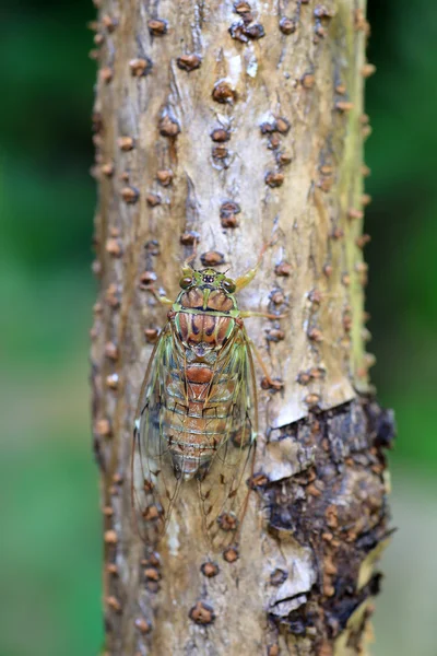 Akşam cicada (Tanna japonensis) Japonya'da — Stok fotoğraf