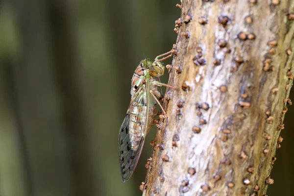 Akşam cicada (Tanna japonensis) Japonya'da — Stok fotoğraf