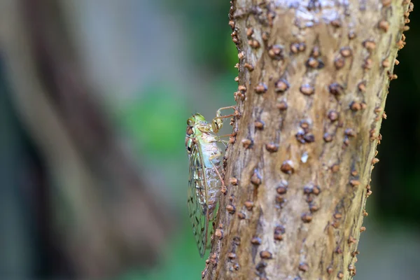 Cicala serale (Tanna japonensis) in Giappone — Foto Stock