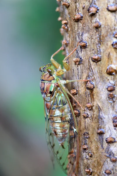 Evening cicada (Tanna japonensis) in Japan — Stock Photo, Image