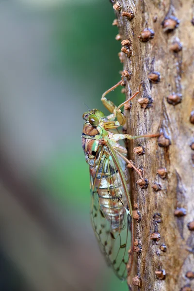 Evening cicada (Tanna japonensis) in Japan — Stock Photo, Image