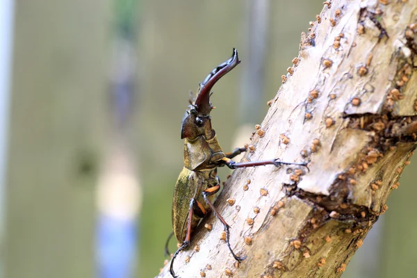 Miyama Stag Beetle (Lucanus maculifemoratus) в Японии — стоковое фото