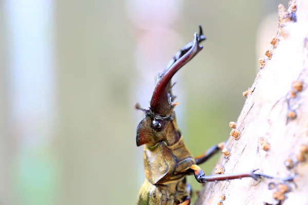 Miyama Stag Beetle (Lucanus maculifemoratus) no Japão — Fotografia de Stock