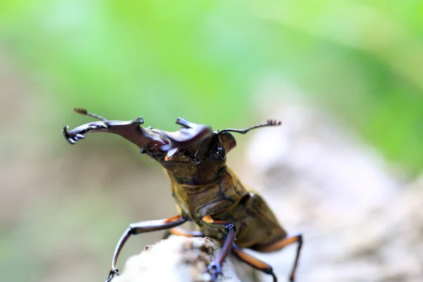 Miyama Stag Beetle (Lukan maculifemoratus) w Japonii — Zdjęcie stockowe