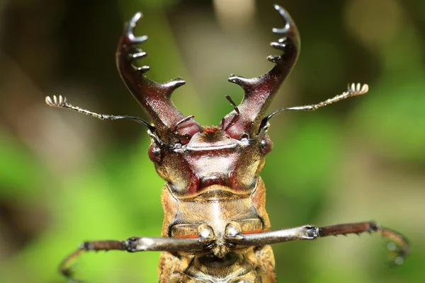 Miyama geyik böceği (Lucanus maculifemoratus) Japonya'da — Stok fotoğraf