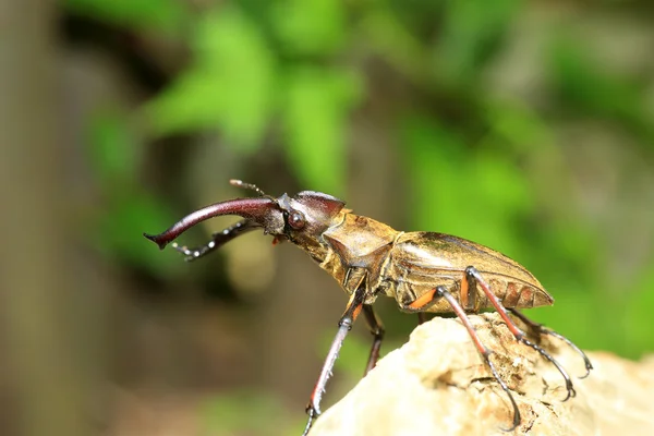 Miyama Roháč (Lucanus maculifemoratus) v Japonsku — Stock fotografie