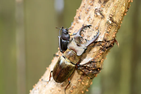 美山锹虫 (Lucanus maculifemoratus) 在日本 — 图库照片
