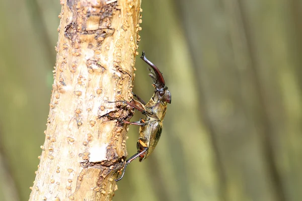 Miyama Stag Beetle (Lucanus maculifemoratus) di Jepang — Stok Foto