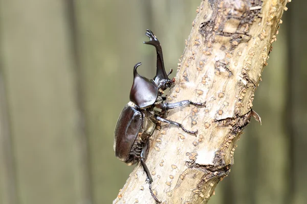 Besouro-rinoceronte-japonês (Trypoxylus dichotomus) no japão — Fotografia de Stock