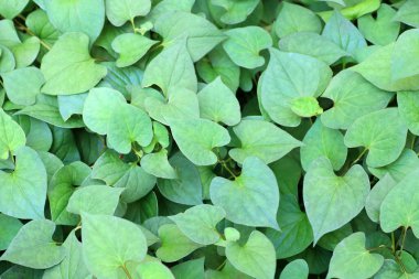 Balık kokusu ot (Houttuynia cordata) Japonya'da