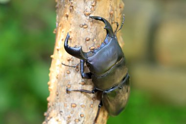 Dorcus bucephalus Java Adası, Endonezya
