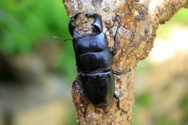 Dorcus bucephalus Java Adası, Endonezya