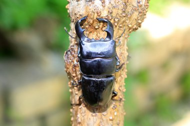 Dorcus bucephalus Java Adası, Endonezya