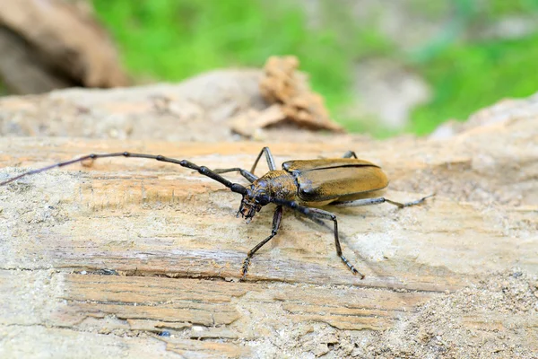 Japonya'da dağ meşe longhorned böceği (Massicus raddei) — Stok fotoğraf