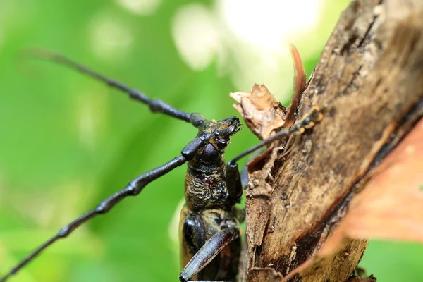 Japonya'da dağ meşe longhorned böceği (Massicus raddei) — Stok fotoğraf