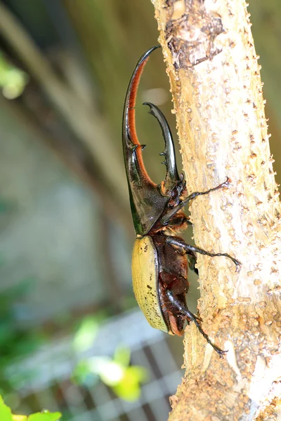 ヘラクレスオオカブト (Dynastes ヘラクレス) 男性 — ストック写真