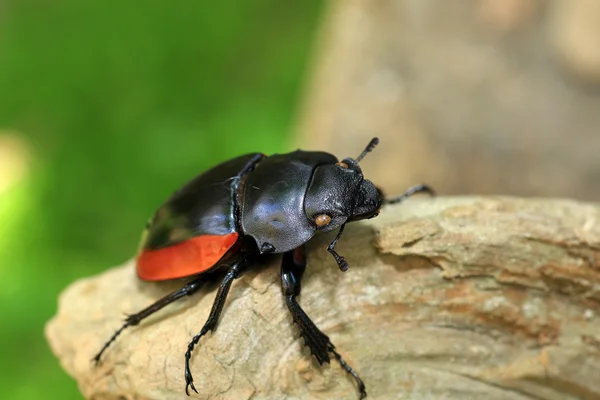 Odontolabis gazella escarabajo hembra en Vietnam del Sur — Foto de Stock