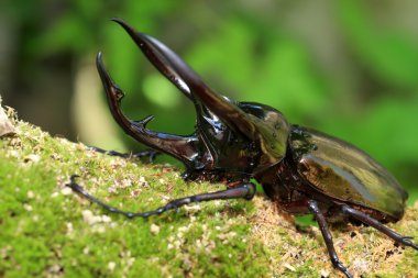 Caucasus böceği (Chalcosoma chiron) Endonezya