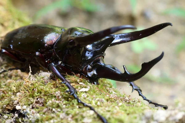 Besouro do Cáucaso (Chalcosoma chiron) na Indonésia — Fotografia de Stock