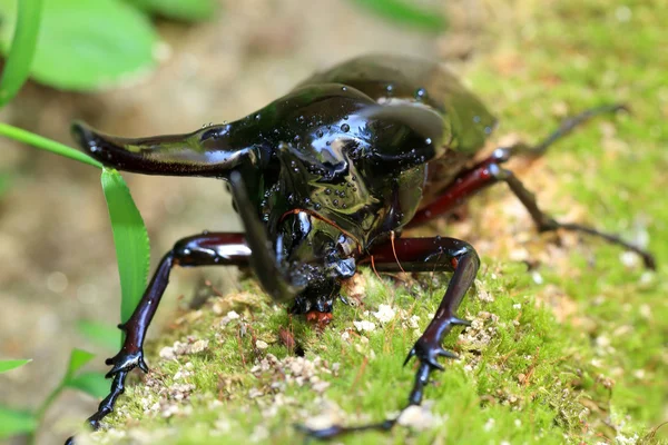 Καυκάσου σκαθάρι (Chalcosoma Χείρων) στην Ινδονησία — Φωτογραφία Αρχείου