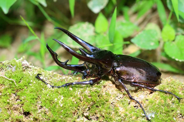 Caucasus bogár (Chalcosoma chiron) Indonéziában — Stock Fotó