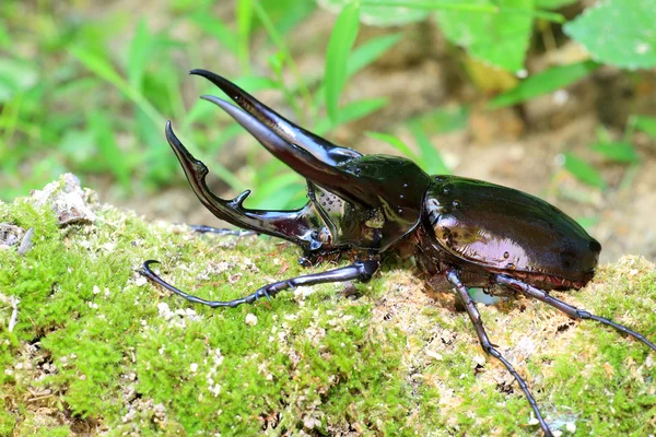 Caucasusen skalbagge (Chalcosoma chiron) i Indonesien — Stockfoto