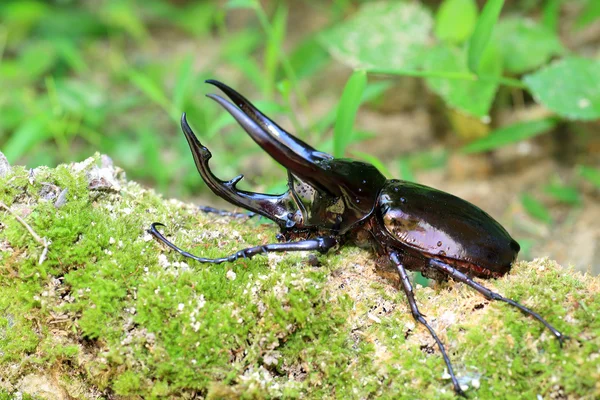 Caucasus beetle (Chalcosoma chiron) in Indonesia — Stock Photo, Image