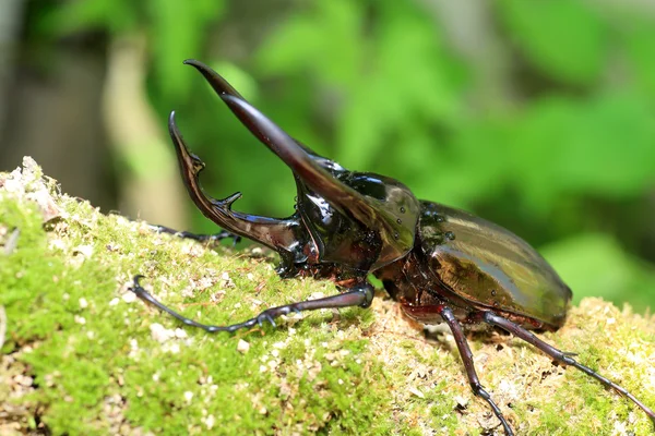 在印度尼西亚的高加索甲虫 (Chalcosoma chiron) — 图库照片