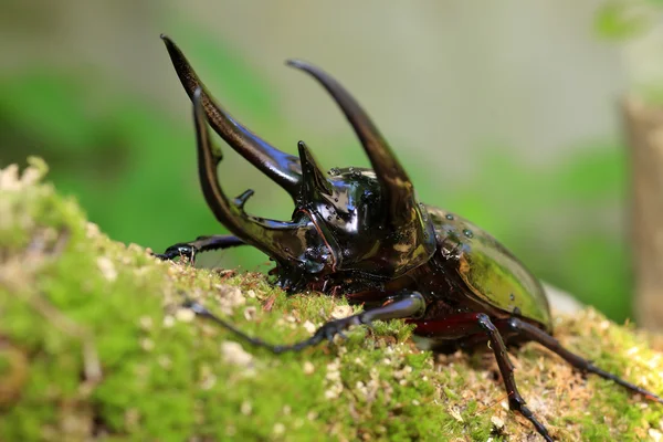 Кавказский жук (Chalcosoma chiron) в Индонезии — стоковое фото