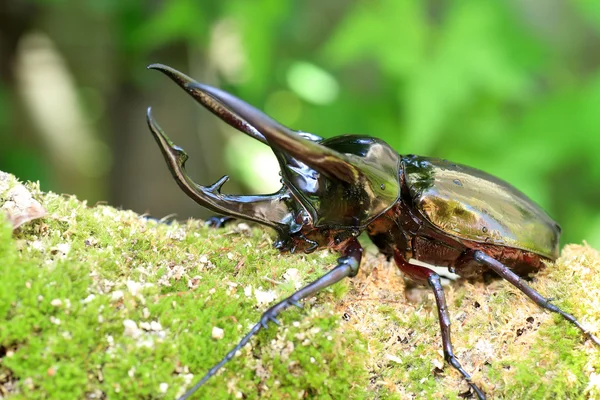 在印度尼西亚的高加索甲虫 (Chalcosoma chiron) — 图库照片