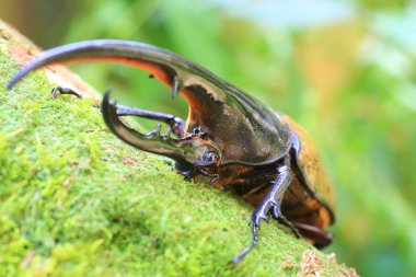 Ekvator Herkül böceği (Dynastes hercules)