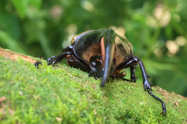 Hercules beetle (Dynastes Herkules) w Ekwadorze — Zdjęcie stockowe