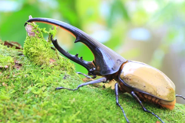 Scarabeo di Ercole (Dynastes hercules) in Ecuador — Foto Stock