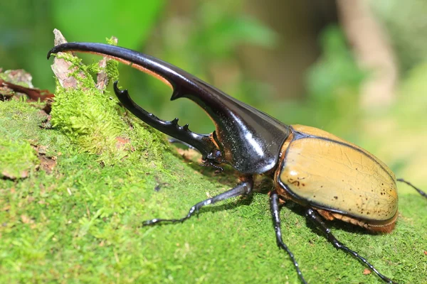 Hercules bogár (Dynastes hercules) Ecuadorban — Stock Fotó