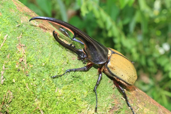 Hercules beetle (Dynastes hercules) in Ecuador — Stock Photo, Image