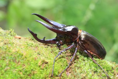 Caucasus böceği (Chalcosoma chiron) Endonezya