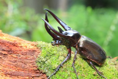 Caucasus böceği (Chalcosoma chiron) Endonezya