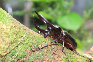 Caucasus böceği (Chalcosoma chiron) Endonezya
