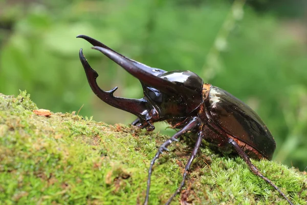 在印度尼西亚的高加索甲虫 (Chalcosoma chiron) — 图库照片