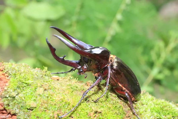Кавказский жук (Chalcosoma chiron) в Индонезии — стоковое фото