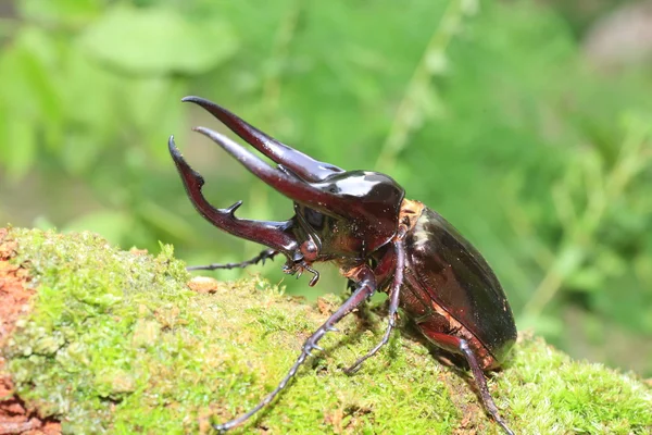 Besouro do Cáucaso (Chalcosoma chiron) na Indonésia — Fotografia de Stock