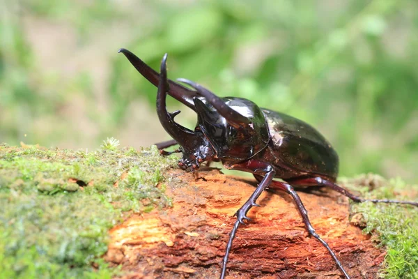 Caucasusen skalbagge (Chalcosoma chiron) i Indonesien — Stockfoto