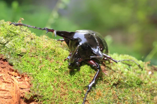 在印度尼西亚的高加索甲虫 (Chalcosoma chiron) — 图库照片