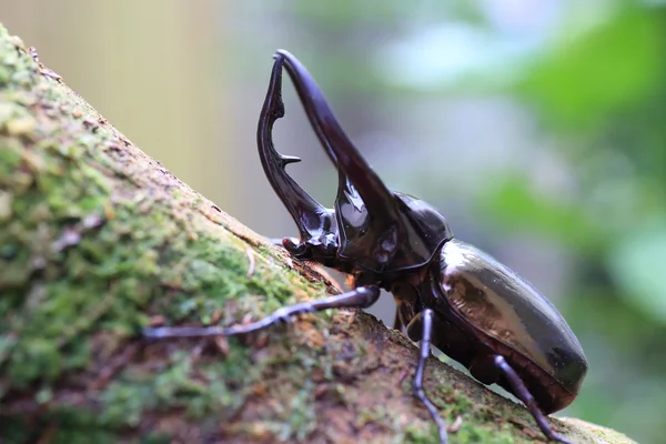 Besouro do Cáucaso (Chalcosoma chiron) na Indonésia — Fotografia de Stock